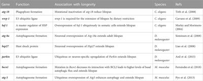 Protein homeostasis in aging and cancer